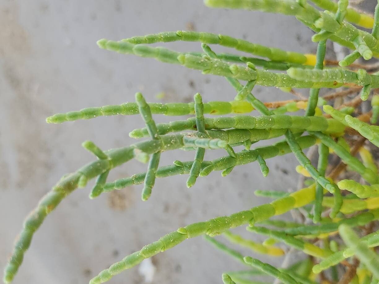 Salicornia iranica — houseplant care guide