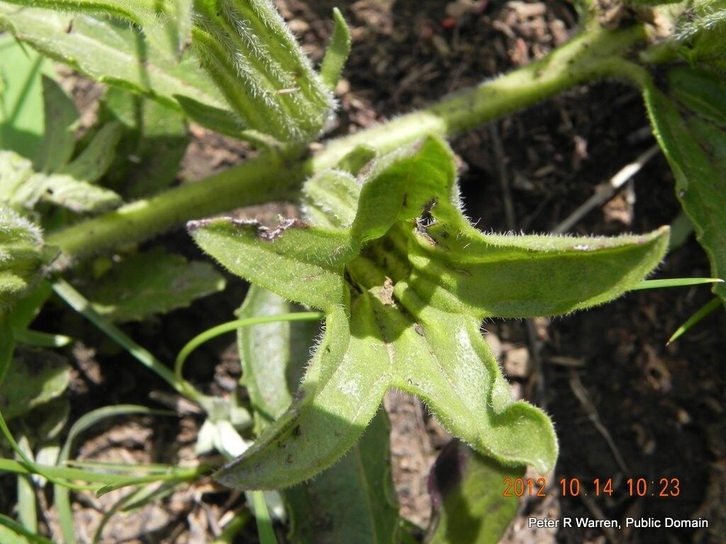 Cycnium adonense — related species from the same genus