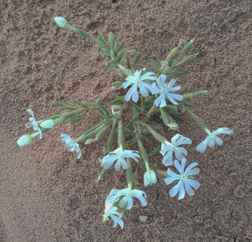 Silene villosa flower
