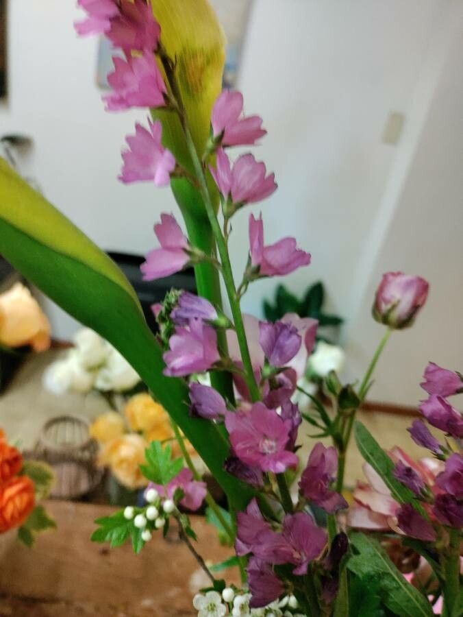Sidalcea covillei flower