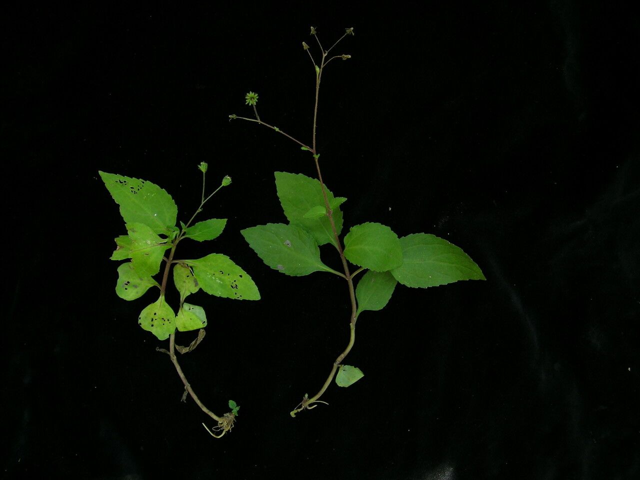 Adenostemma lavenia habit