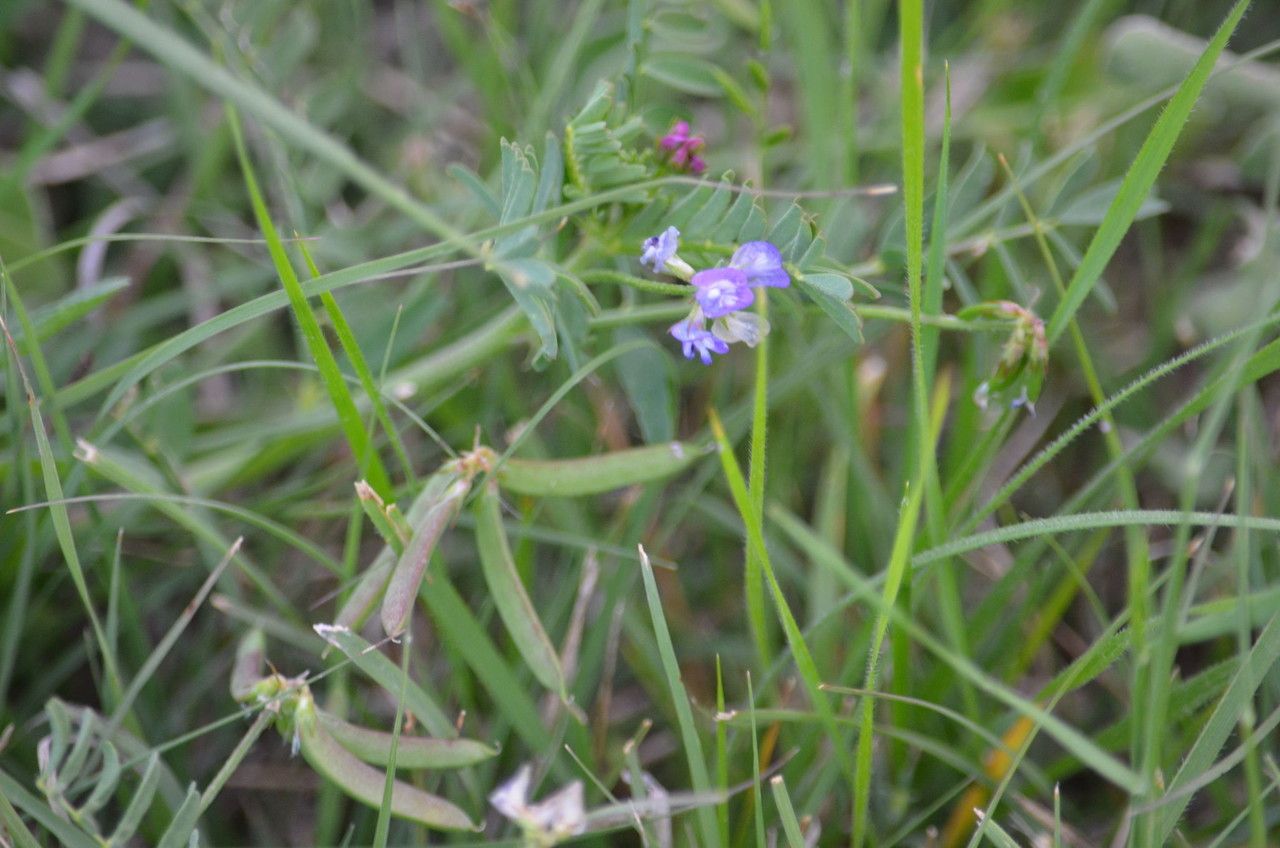 Vicia ludoviciana habit