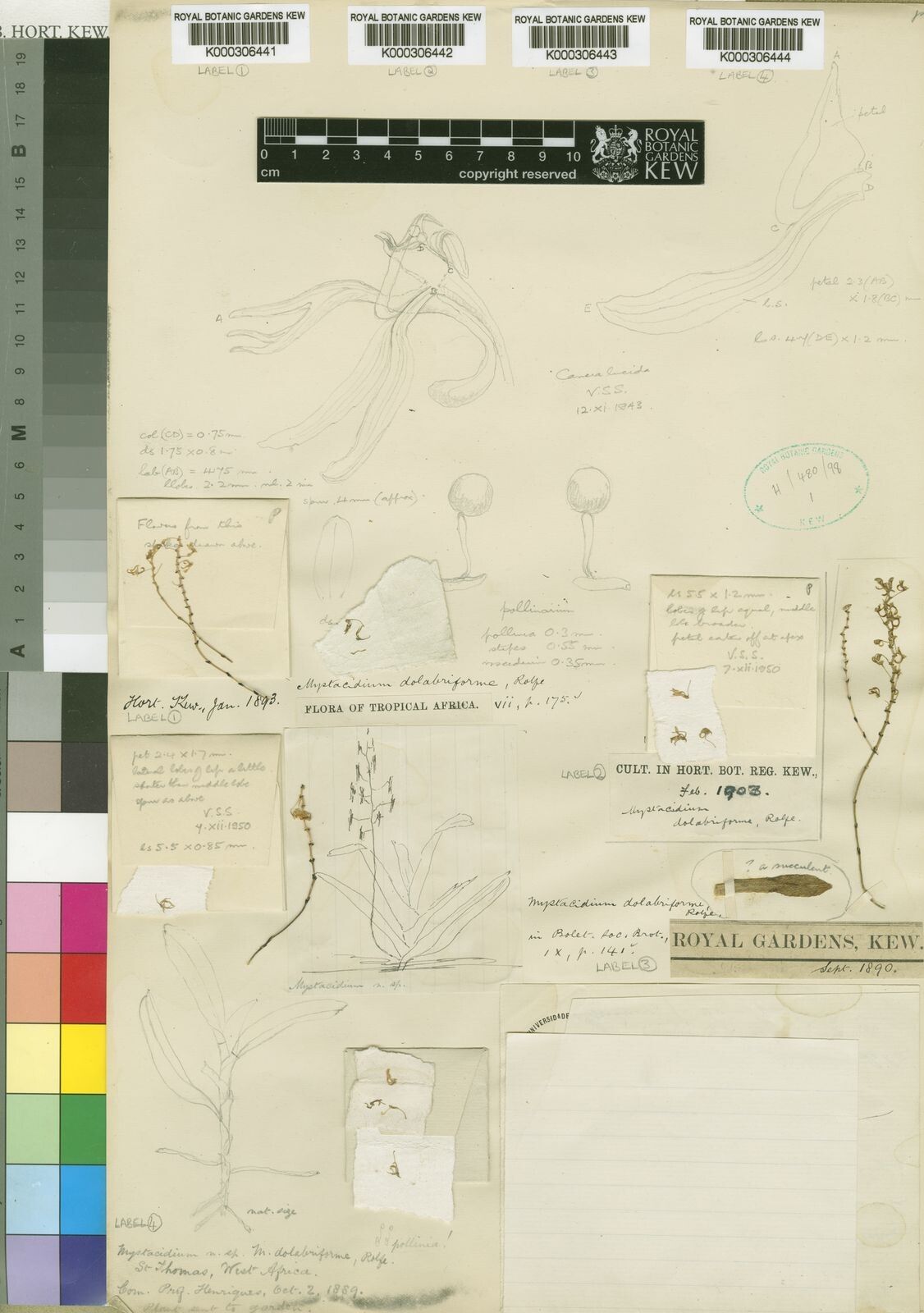 Angraecopsis dolabriformis — related species from the same genus