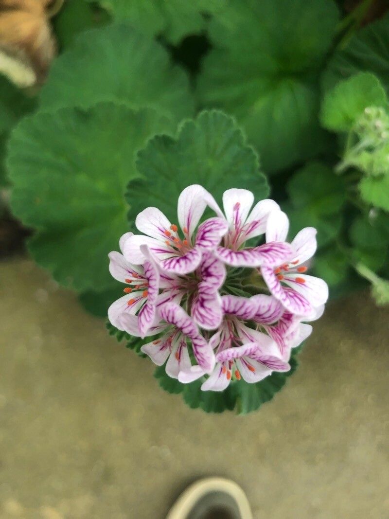 Pelargonium australe flower