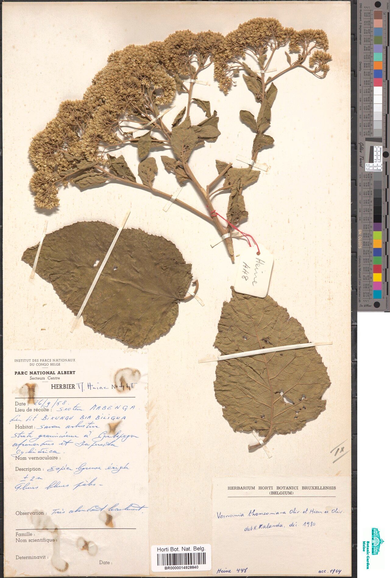 Gymnanthemum thomsonianum — houseplant care guide