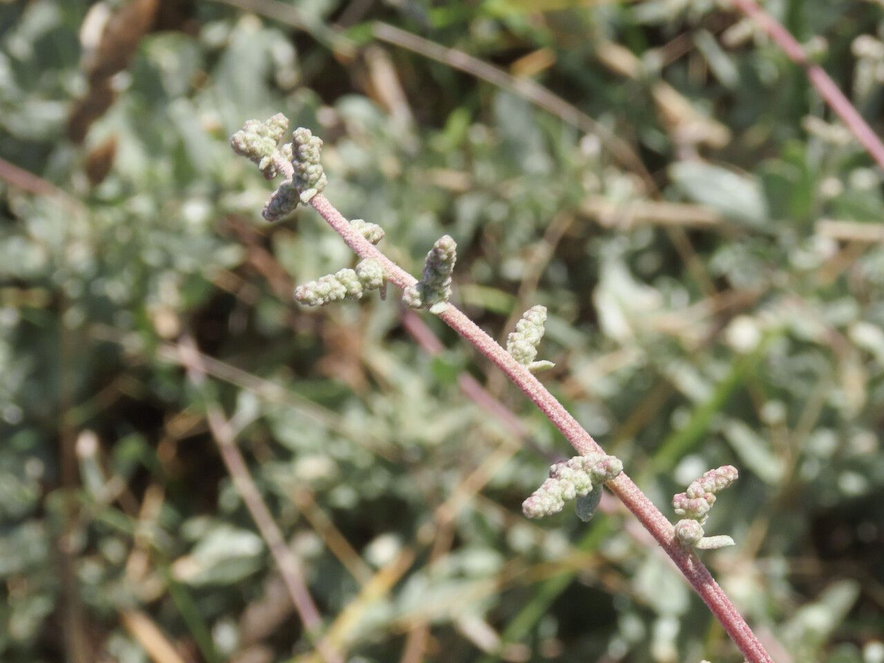 Atriplex halimus flower