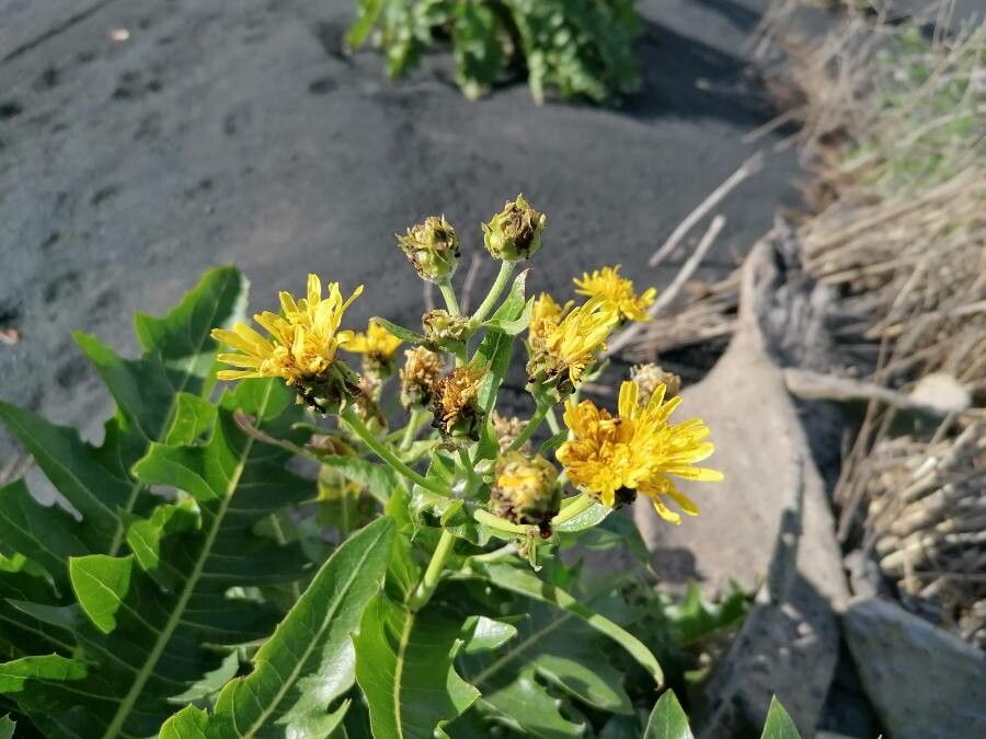 Sonchus congestus flower