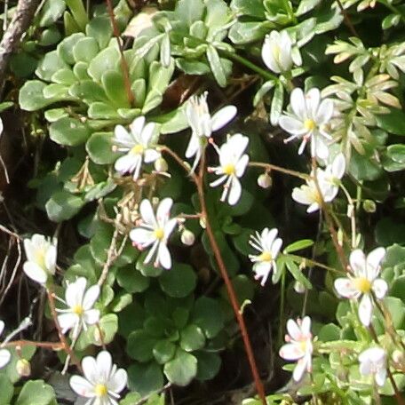 Saxifraga cuneifolia flower