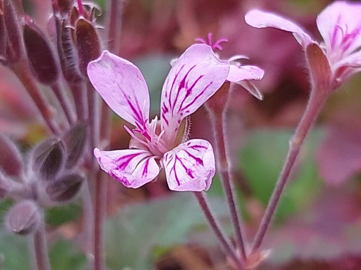 Pelargonium littorale flower