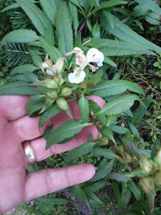 Pedicularis racemosa leaf