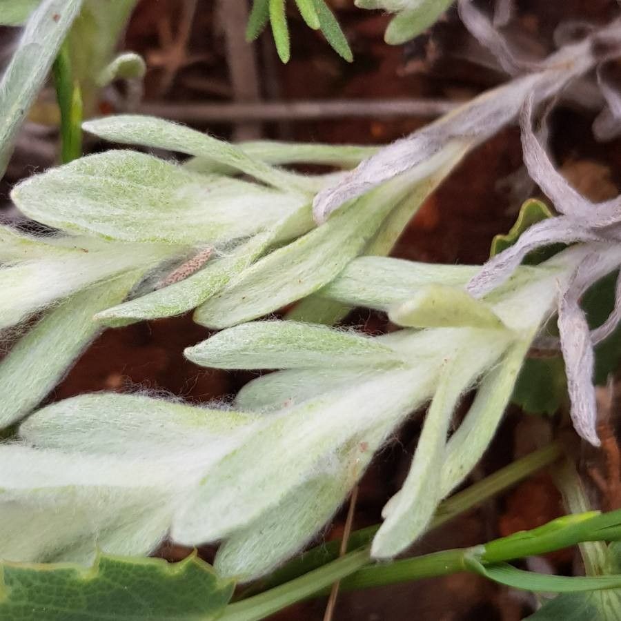 Bombycilaena discolor — related species from the same genus