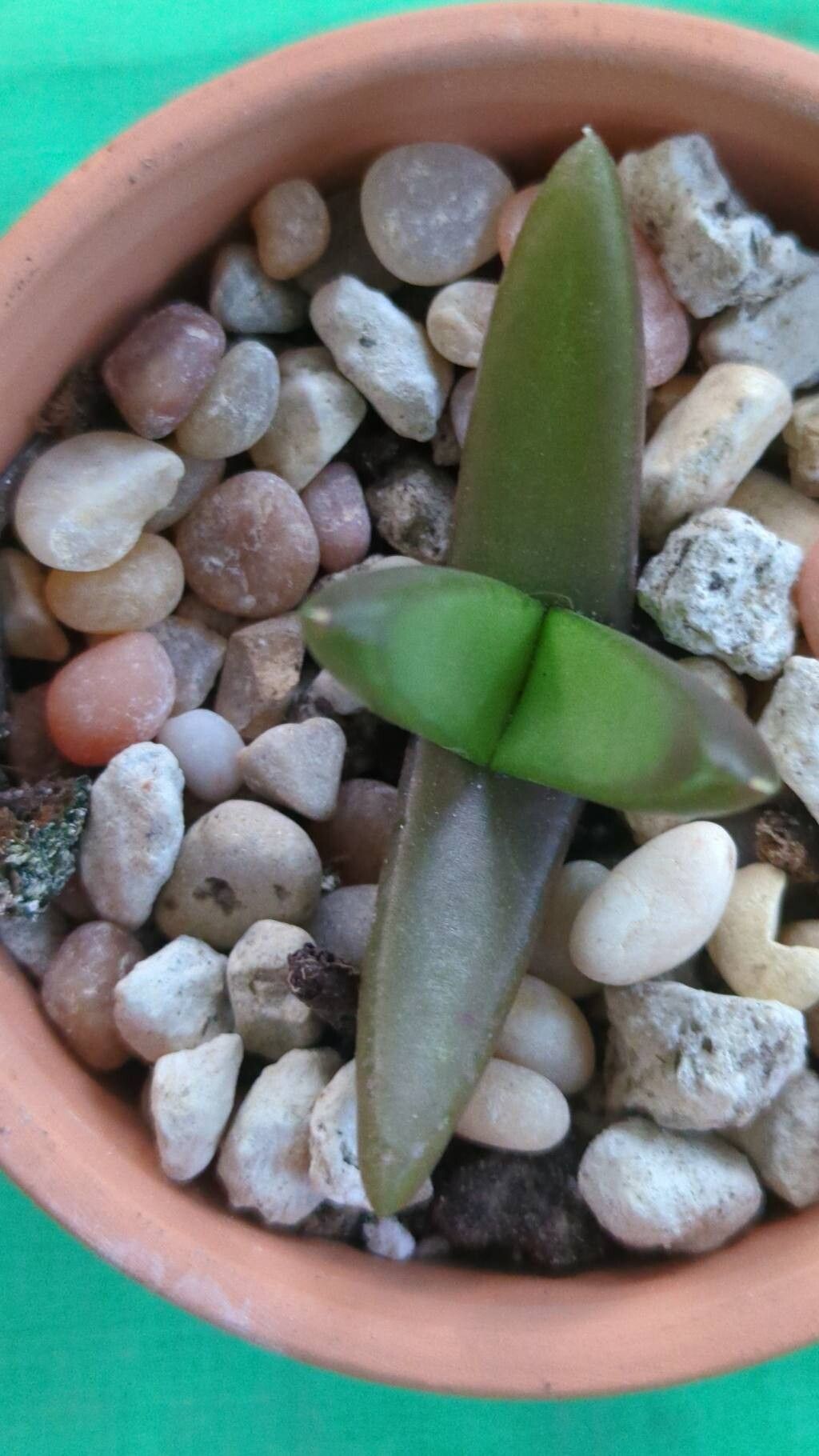 Glottiphyllum neilii leaf
