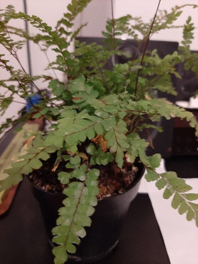 Adiantum diaphanum leaf