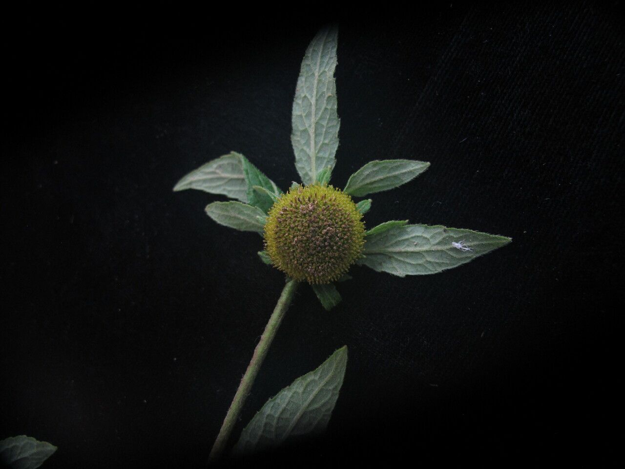 Carpesium nepalense flower