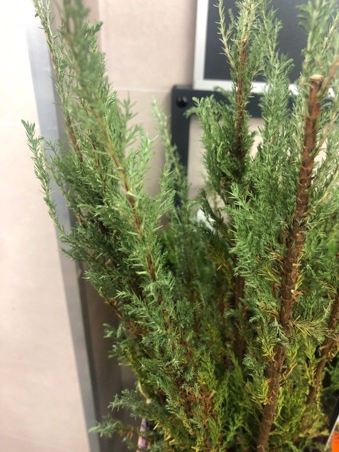 Juniperus × media leaf