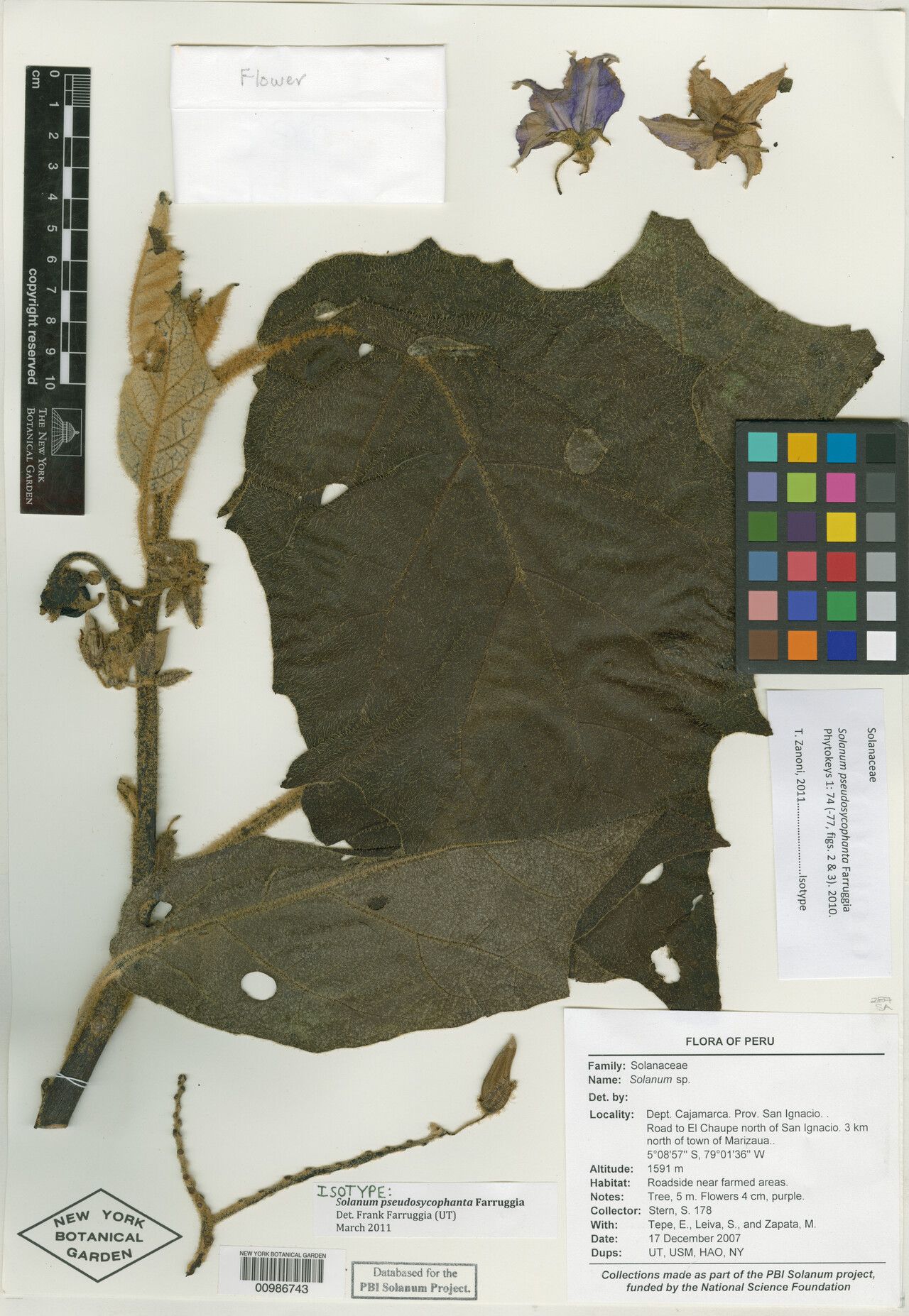 Solanum pseudosycophanta — houseplant care guide