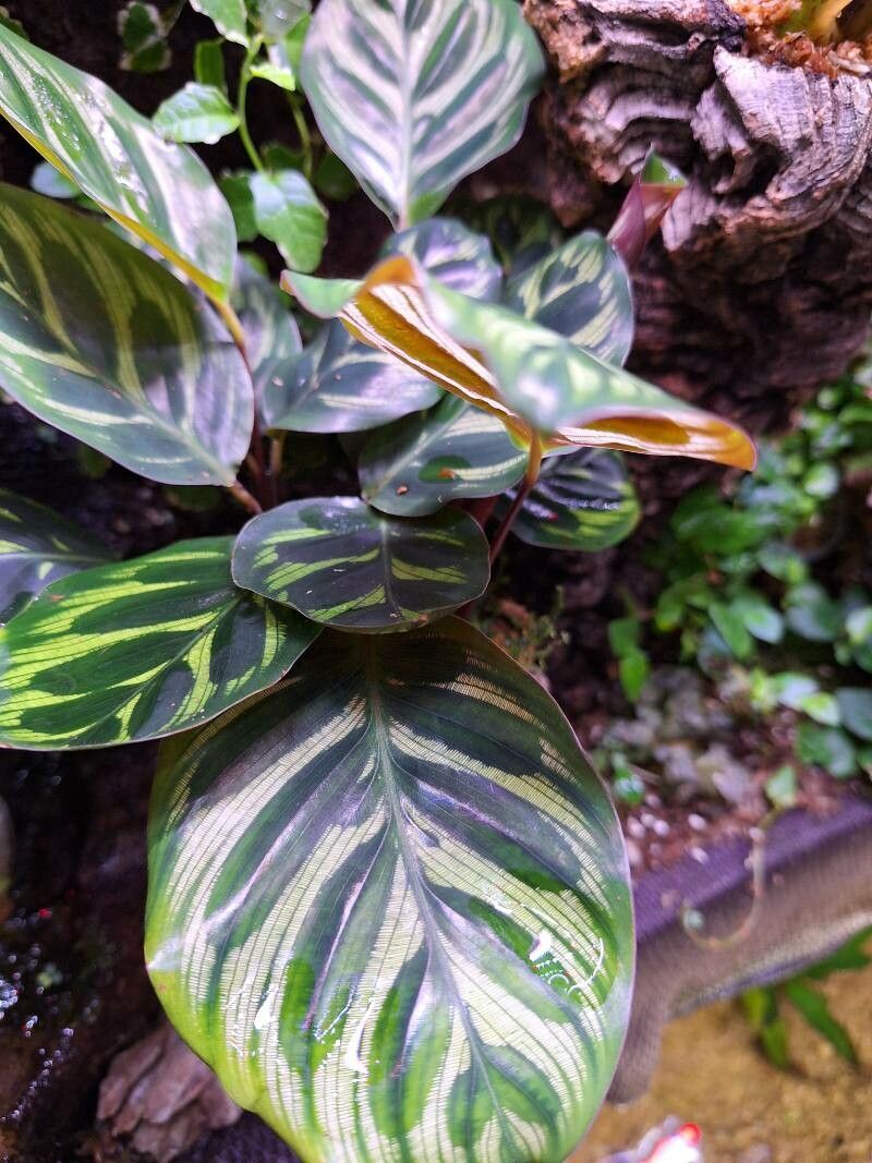 Goeppertia veitchiana flower
