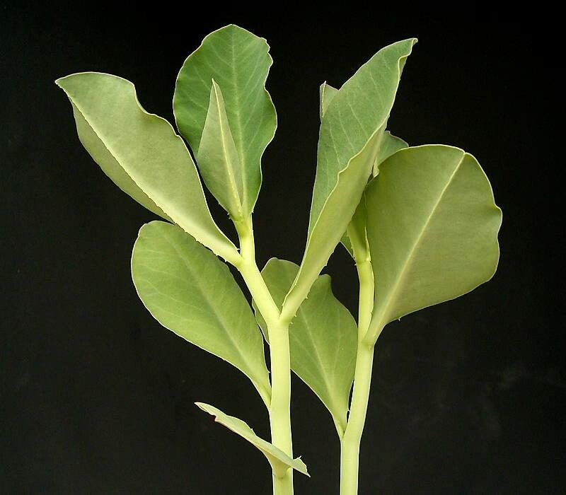 Euphorbia pseudolaevis — houseplant care guide