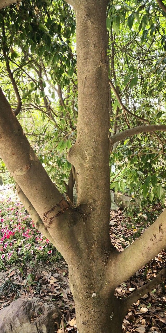 Cinnamomum tenuifolium bark