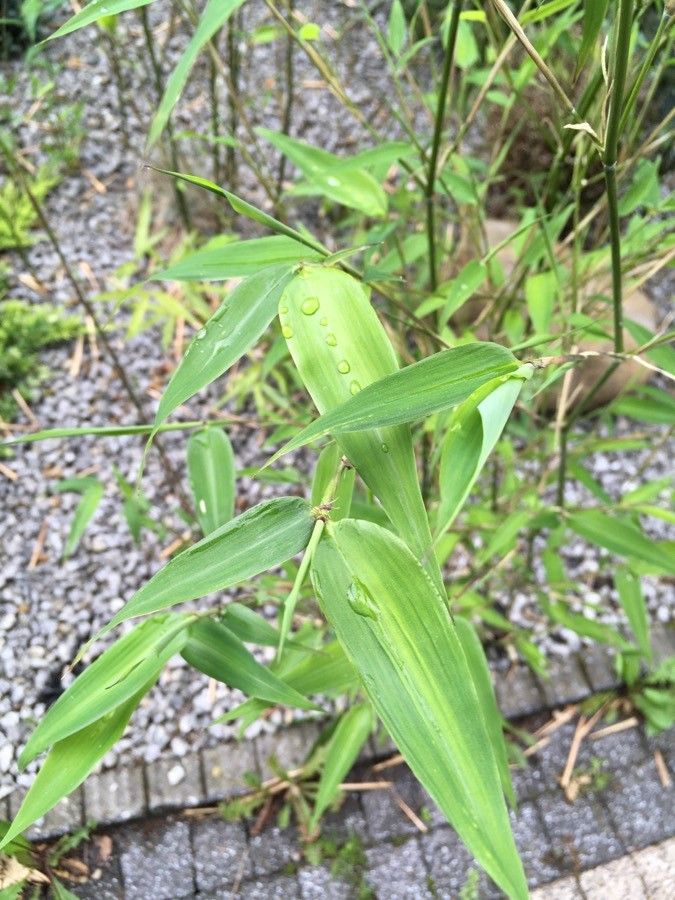 Phyllostachys bissetii — search result for 'Phyllostachys'