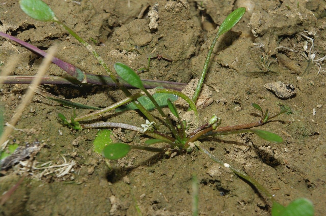 Limosella aquatica habit