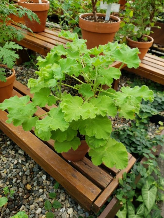 Pelargonium tomentosum habit