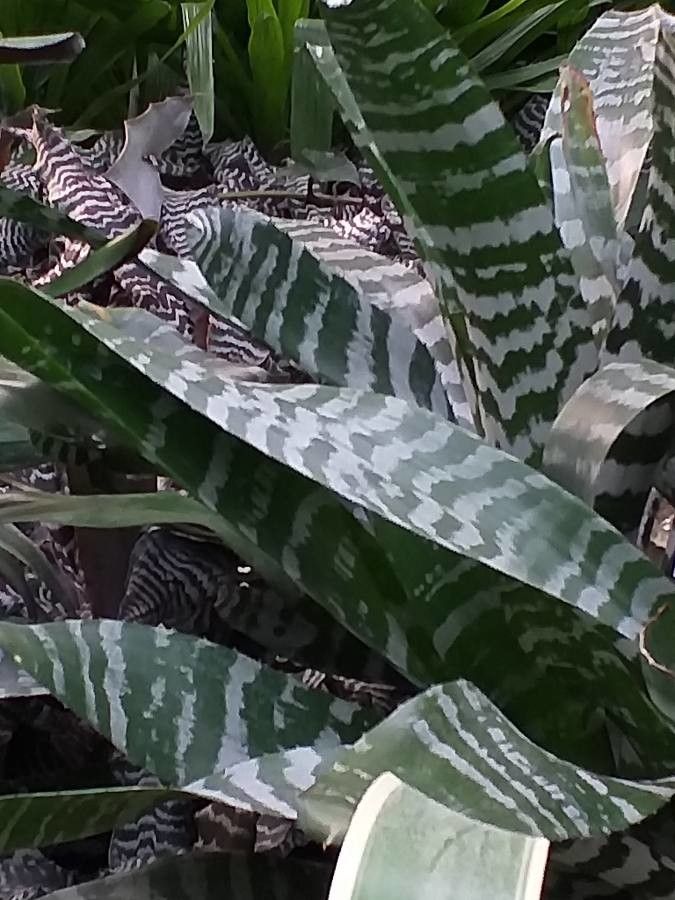 Aechmea pubescens — search result for 'Nicaragua'