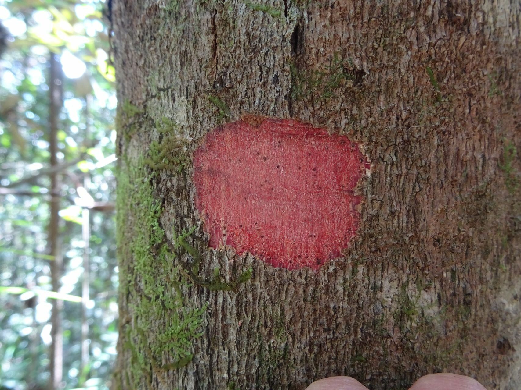 Pancheria ternata bark