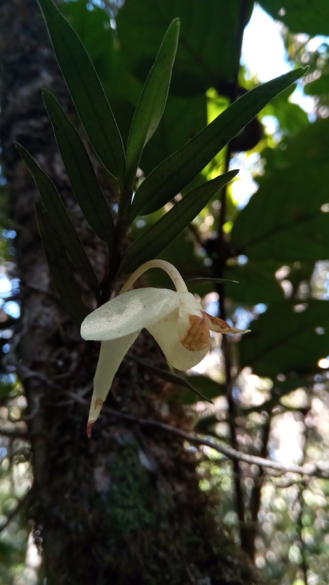 Angraecum platycornu flower