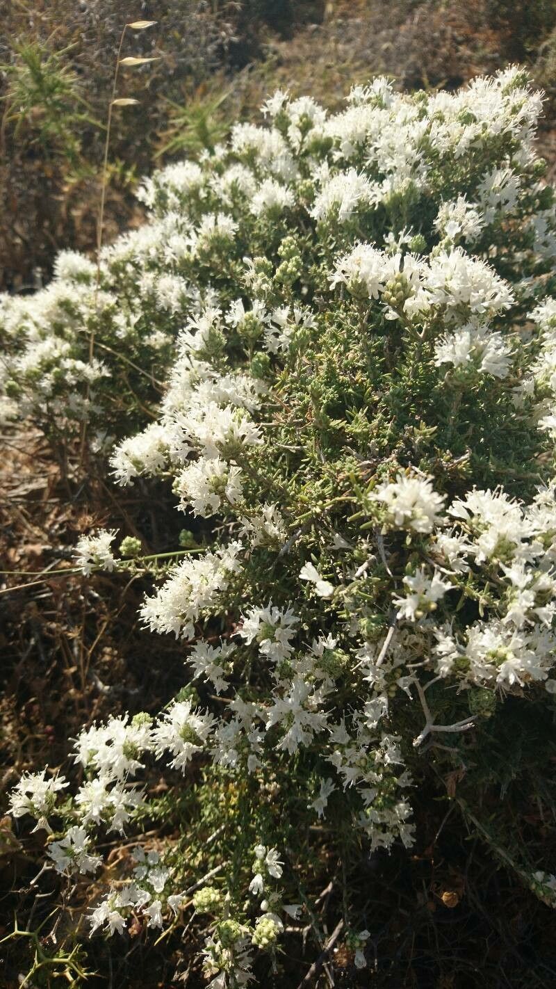 Cressa cretica flower