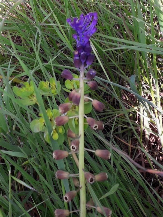 Muscari comosum flower