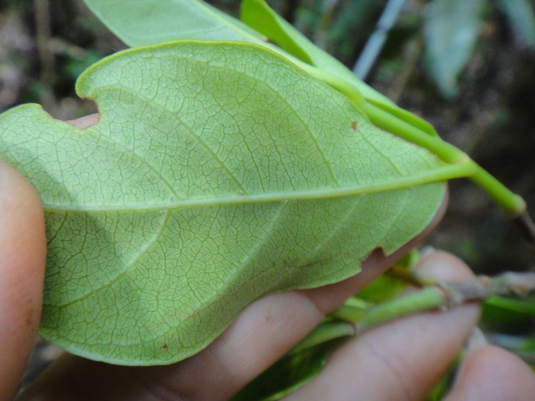 Guettarda baladensis leaf