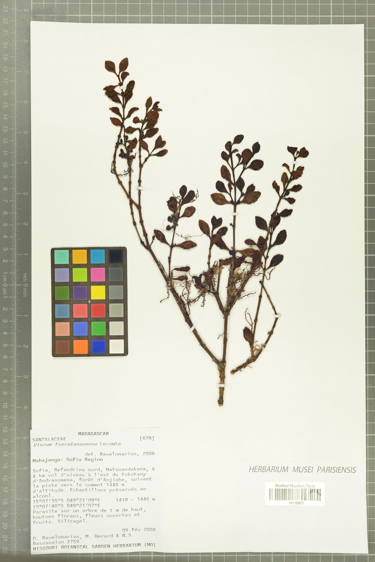 Viscum tsaratananense — houseplant care guide