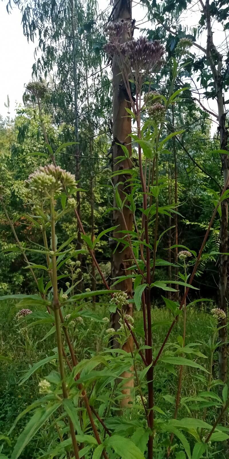 Eupatorium lindleyanum flower