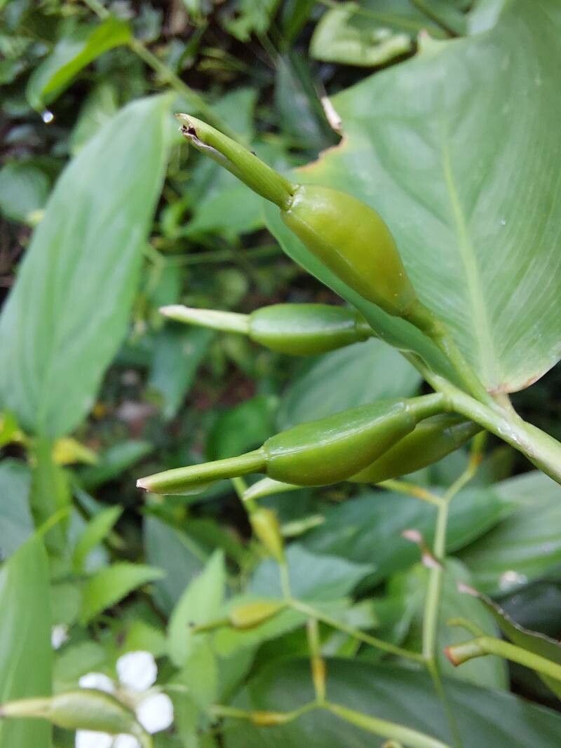 Stromanthe tonckat fruit