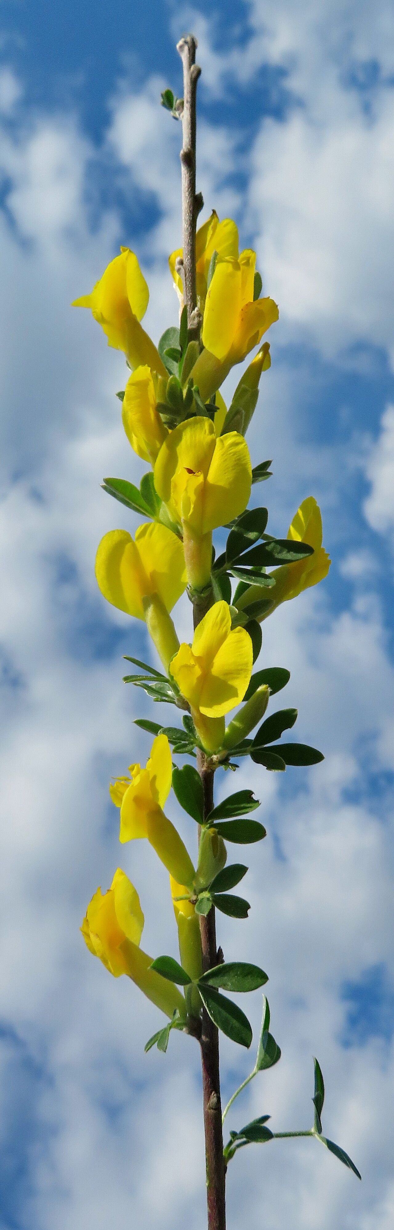 Chamaecytisus ratisbonensis flower