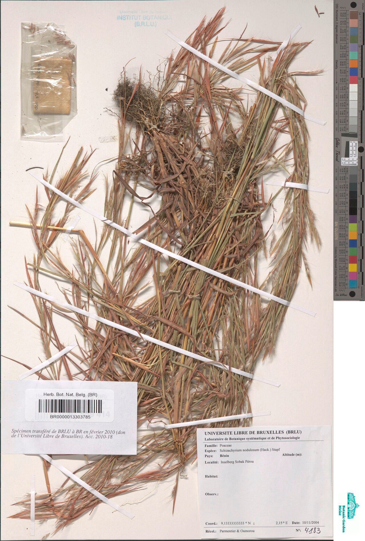Schizachyrium nodulosum — houseplant care guide