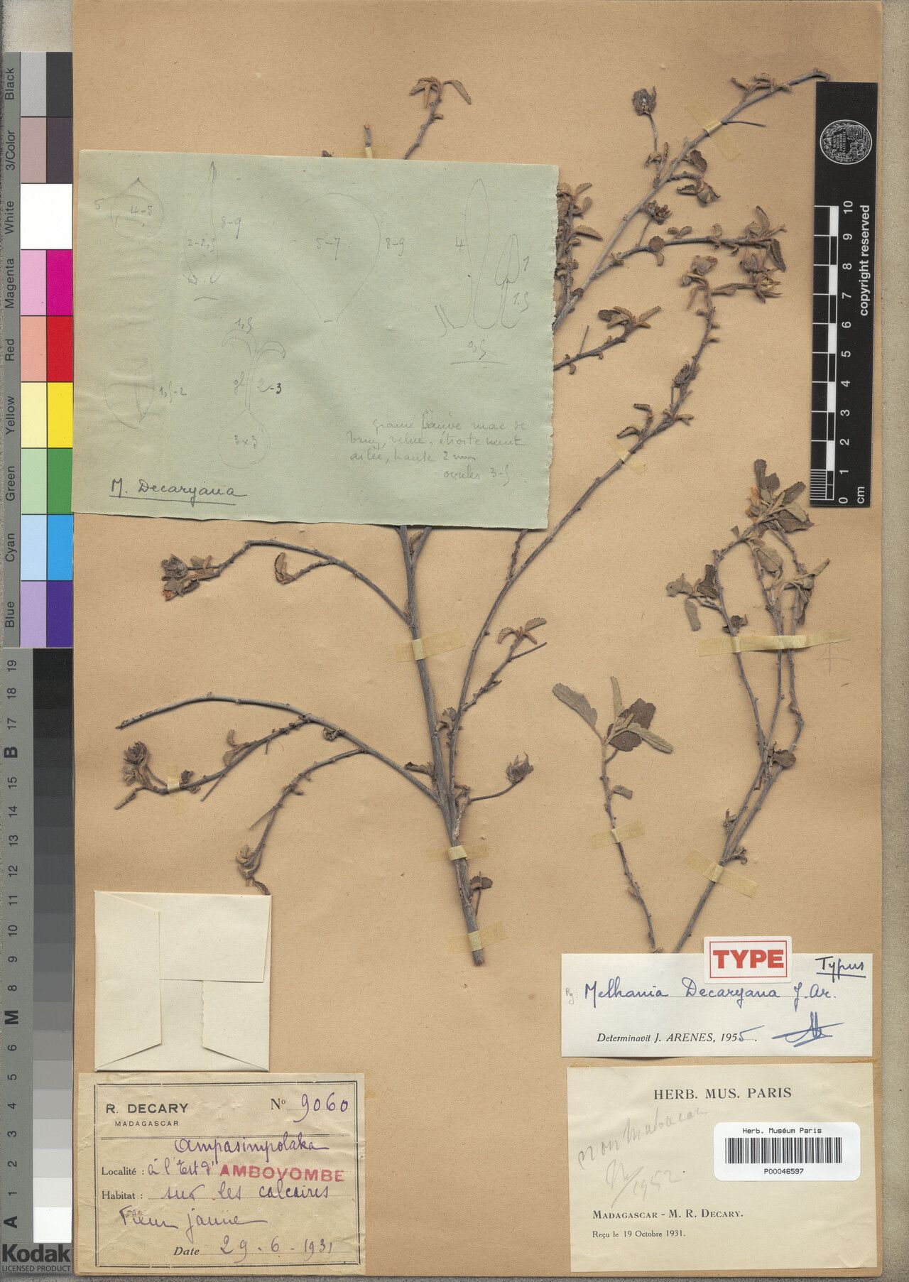 Melhania decaryana — related species from the same genus