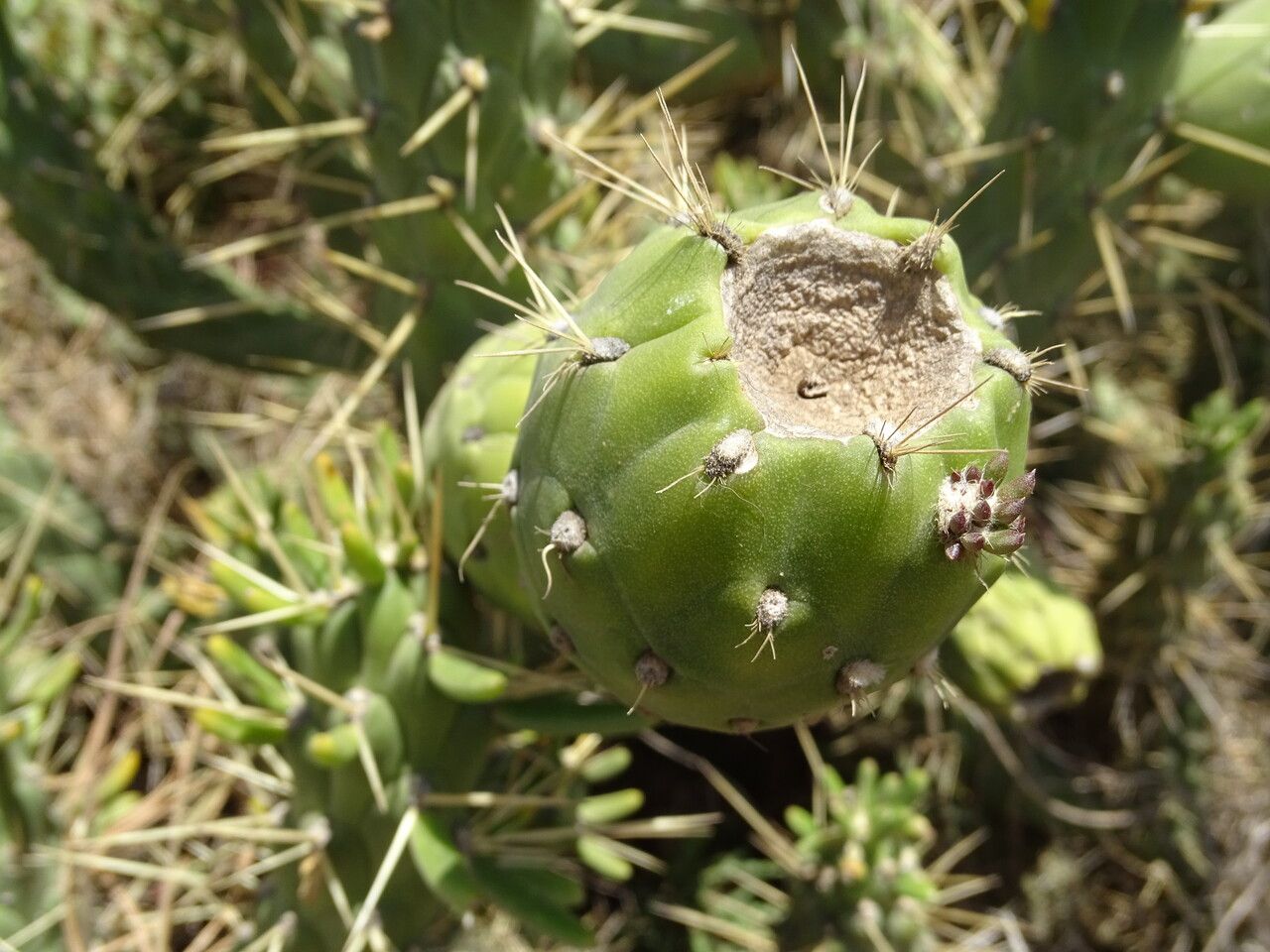 Opuntia subulata fruit