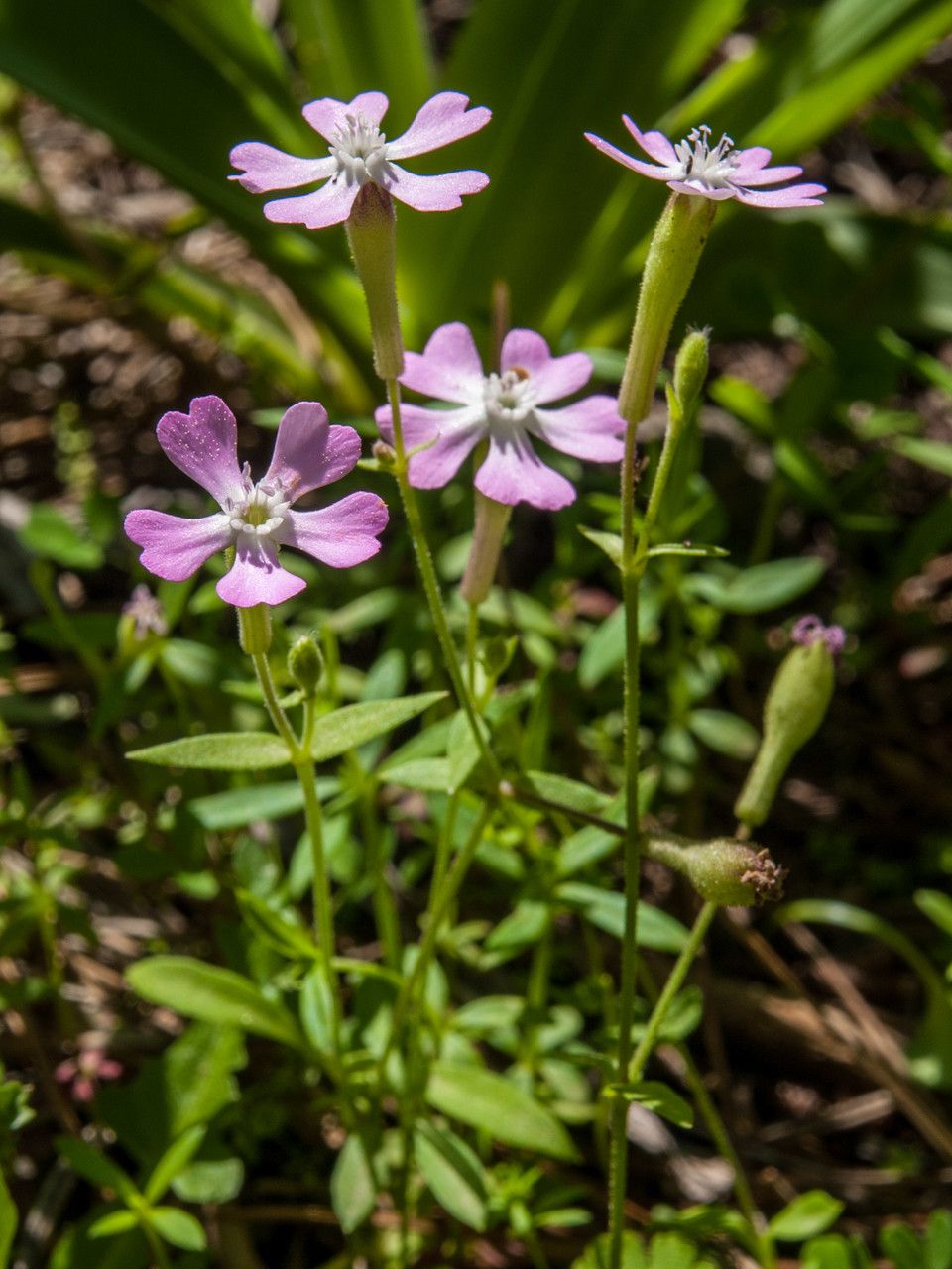 Silene fraudatrix flower