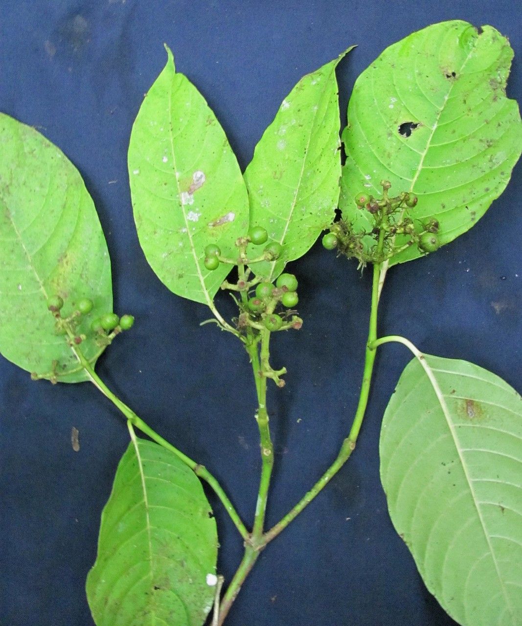 Palicourea alajuelensis other