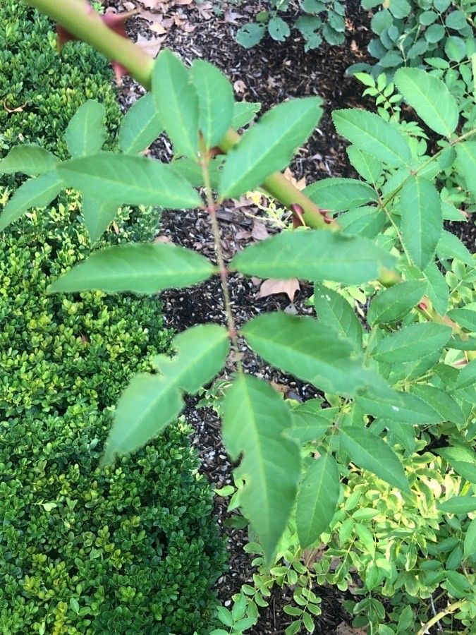 Rosa helenae — houseplant care guide