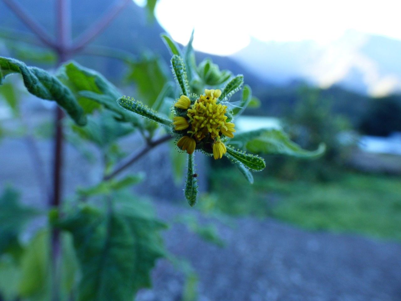 Sigesbeckia orientalis flower