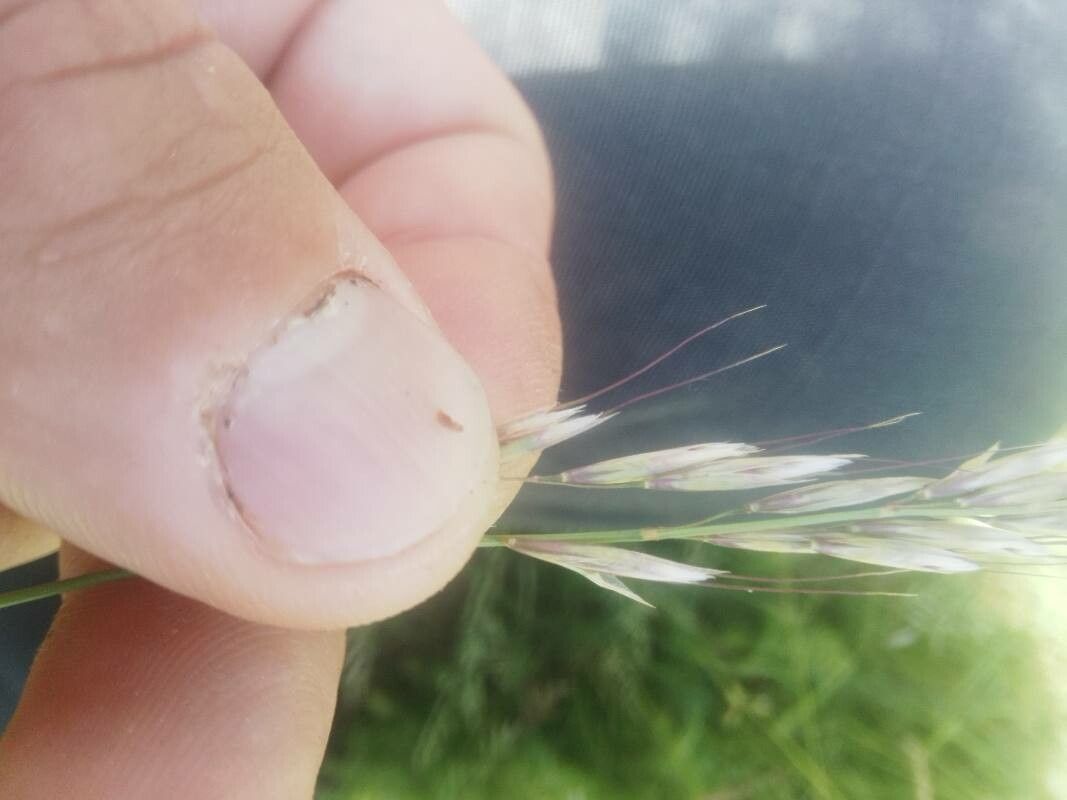 Avenula pubescens flower