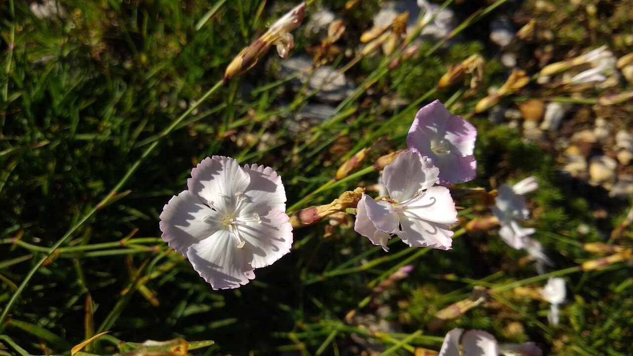 Dianthus cretaceus flower