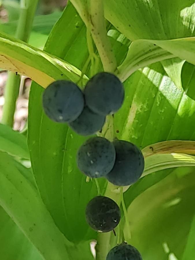 Polygonatum orientale fruit