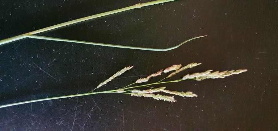 Leersia hexandra flower