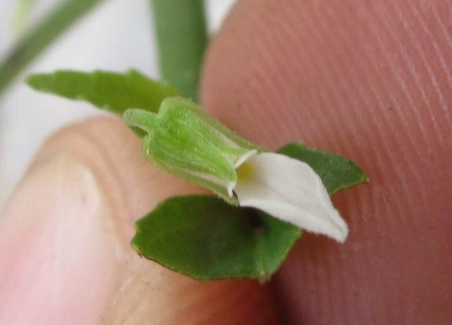 Hybanthus galeottii other