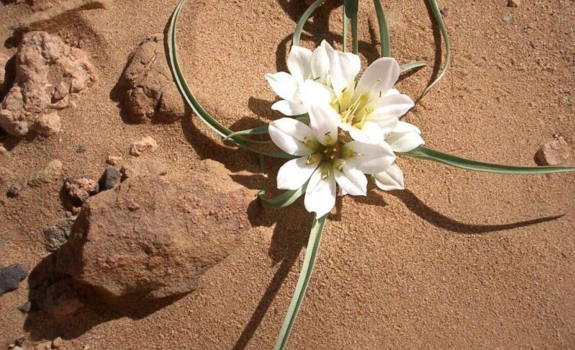 Colchicum gramineum flower