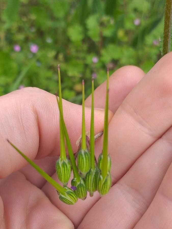 Erodium aethiopicum fruit